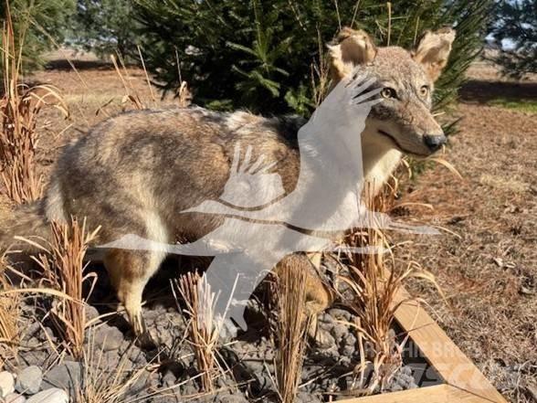 Coyote  Stavebníctvo - ostatné