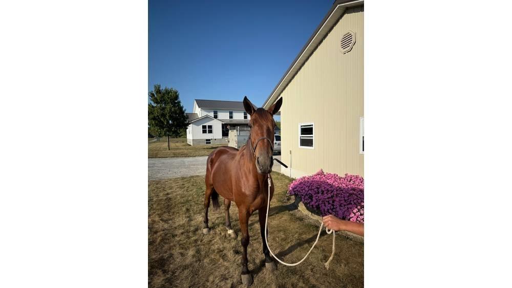  Horse Standardbred Ďalšie stroje a zariadenia pre živočíšnu výrobu