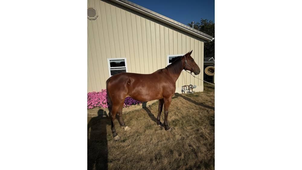 Horse Standardbred Ďalšie stroje a zariadenia pre živočíšnu výrobu