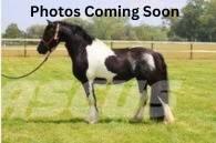  Horse Standardbred Ďalšie stroje a zariadenia pre živočíšnu výrobu