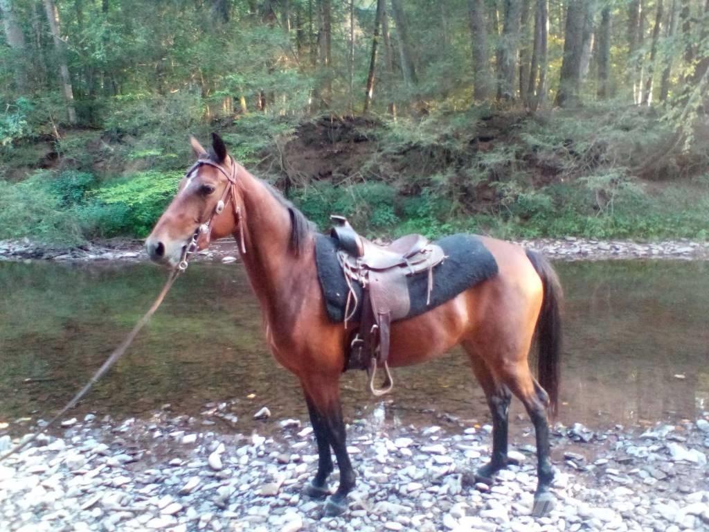 Morgan Mare Ďalšie stroje a zariadenia pre živočíšnu výrobu
