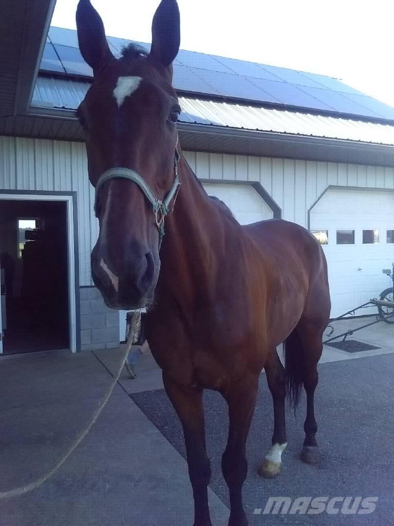  Standardbred Gelding Dojárne a dojacie zariadenia