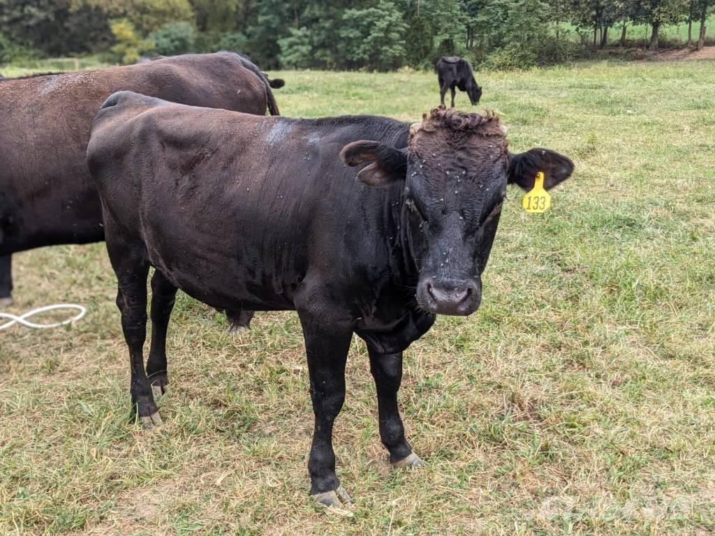 Bull (Organic Farm) Dojárne a dojacie zariadenia
