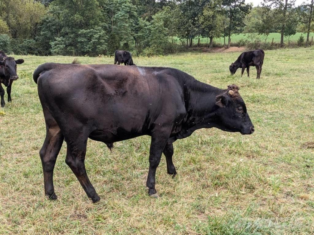 Bull (Organic Farm) Dojárne a dojacie zariadenia