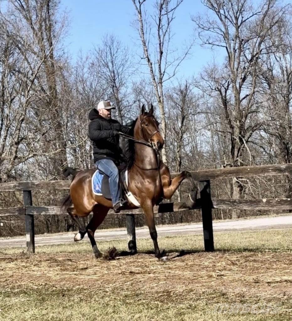  Horse Saddlebred Ďalšie stroje a zariadenia pre živočíšnu výrobu