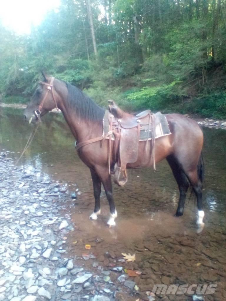  Horse Standaredbred Ďalšie stroje a zariadenia pre živočíšnu výrobu