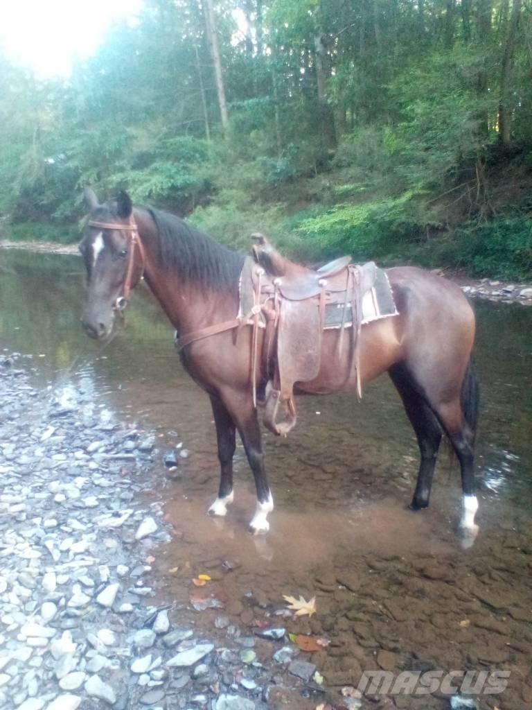  Horse Standaredbred Ďalšie stroje a zariadenia pre živočíšnu výrobu