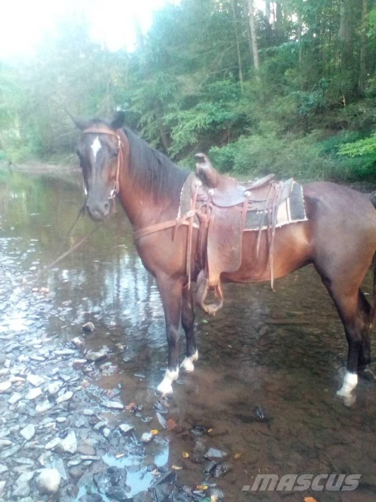  Horse Standaredbred Ďalšie stroje a zariadenia pre živočíšnu výrobu