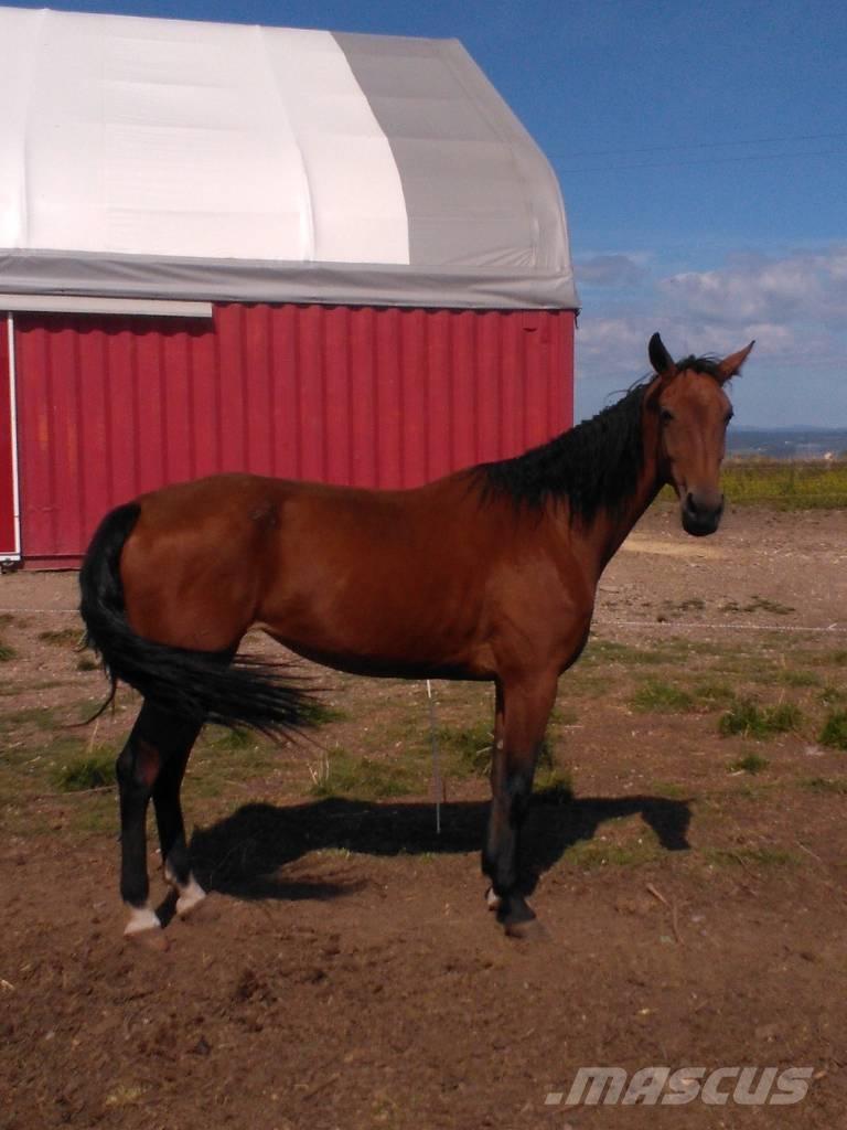  Horse Family Ďalšie stroje a zariadenia pre živočíšnu výrobu