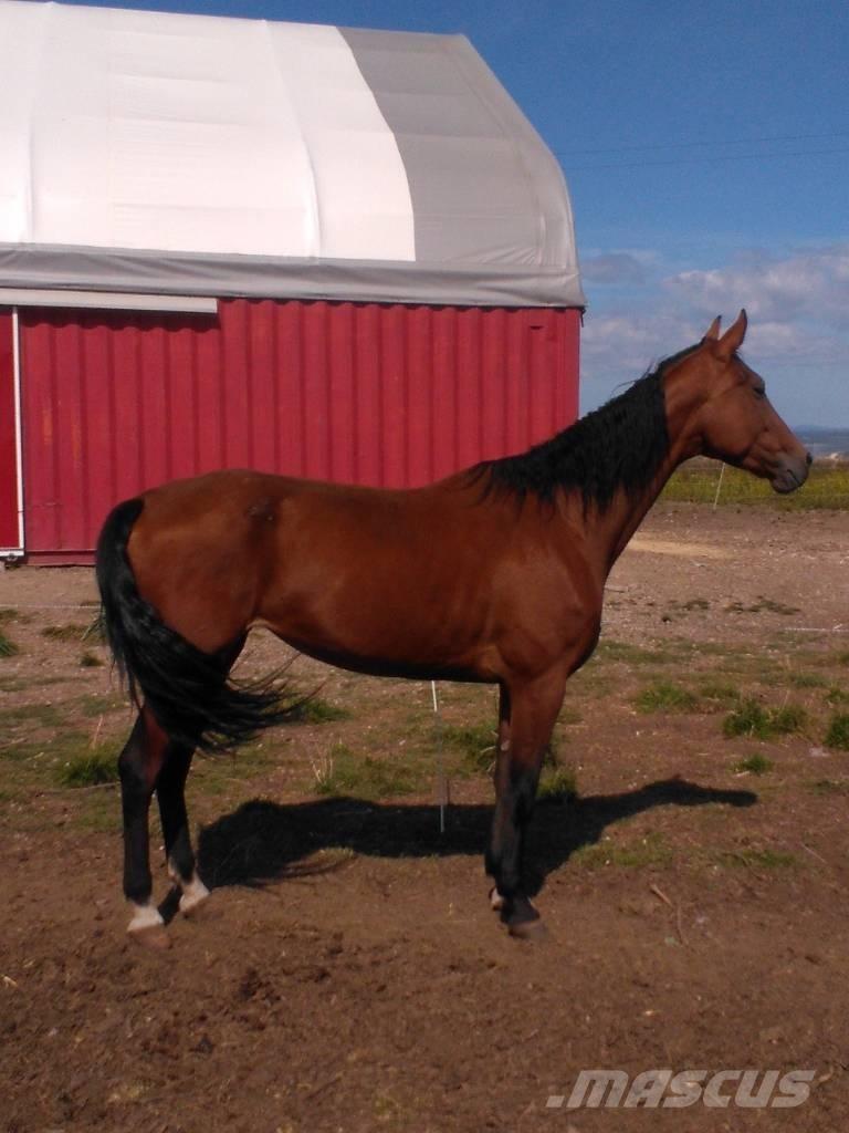  Horse Family Ďalšie stroje a zariadenia pre živočíšnu výrobu