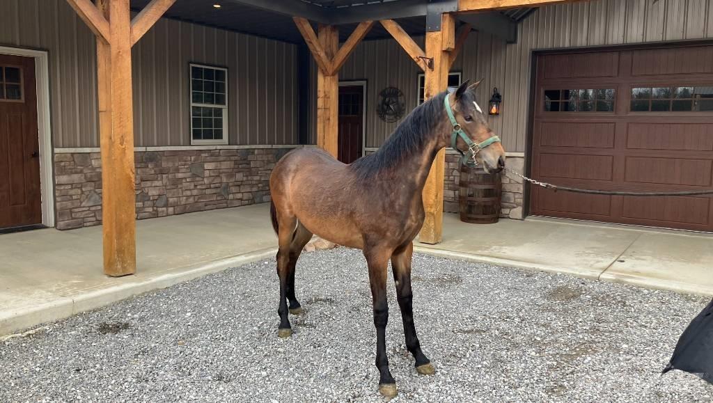 Morgan Filly Ďalšie príslušenstvo traktorov