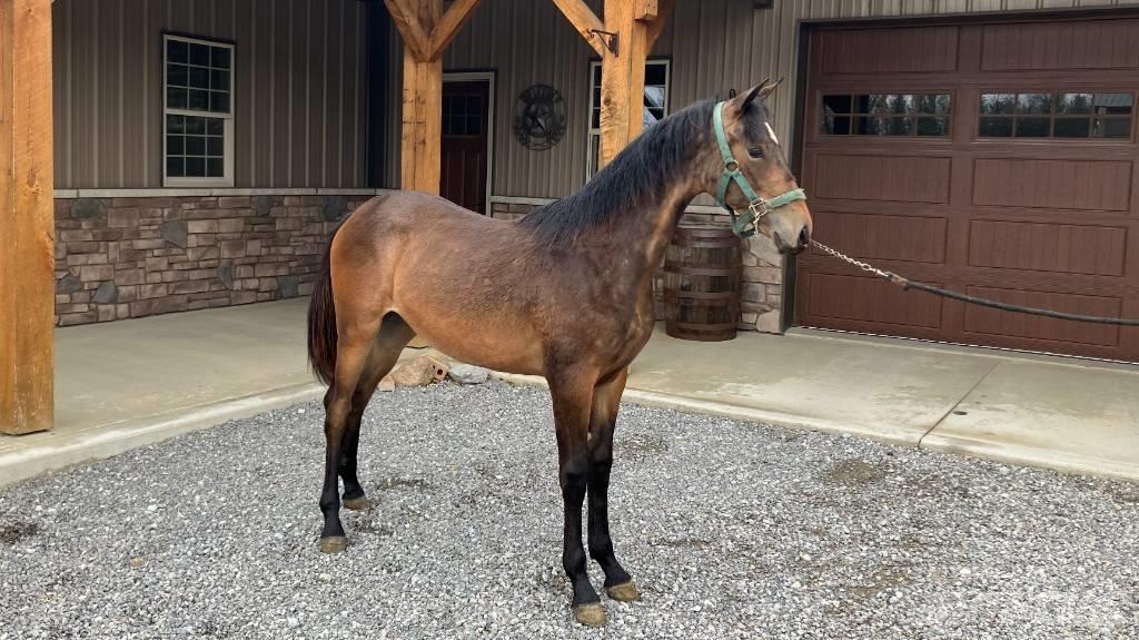 Morgan Filly Ďalšie príslušenstvo traktorov