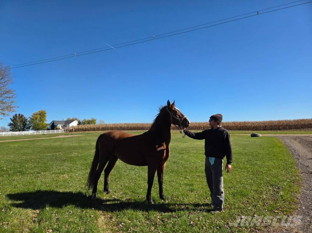  Horse Mare Ďalšie stroje a zariadenia pre živočíšnu výrobu