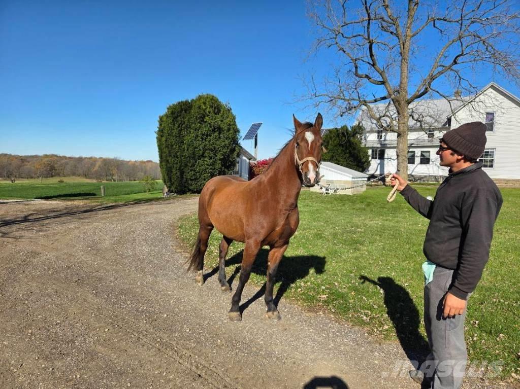  Horse Mare Ďalšie stroje a zariadenia pre živočíšnu výrobu