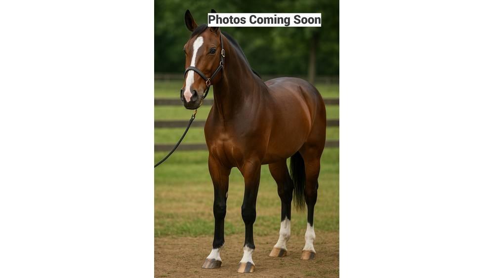  Horse Standardbred Ďalšie stroje a zariadenia pre živočíšnu výrobu