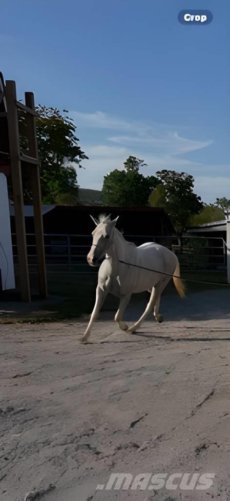  Horse Mare Ďalšie stroje a zariadenia pre živočíšnu výrobu
