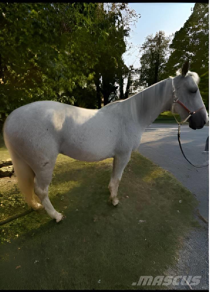  Horse Mare Ďalšie stroje a zariadenia pre živočíšnu výrobu