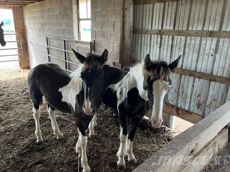  Horse Male Ďalšie stroje a zariadenia pre živočíšnu výrobu