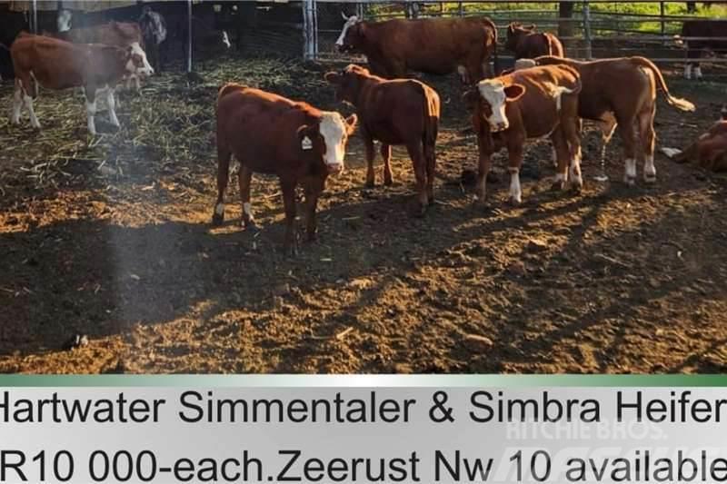  10 x Simmantaler/Simbra heifers Ďalšie nákladné vozidlá